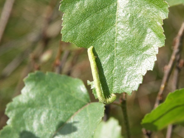 Toukka 1.9.2007c