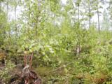 Biotooppi 1