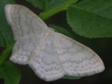 Maitolehtimittari