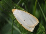 Koisasiipi