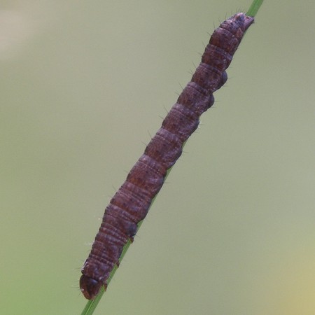 Toukka 1