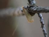 Kuva 21.5.2012