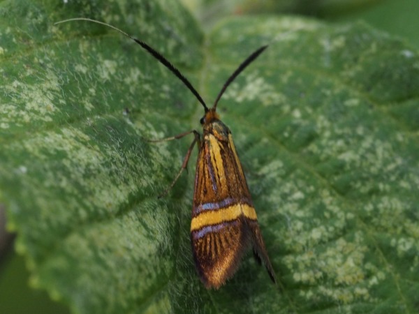 kuva 14a