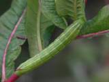 Toukka 4