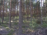 Biotooppi 2