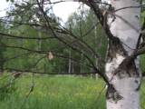 Biotooppi 1
