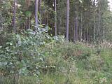 Biotooppi 2