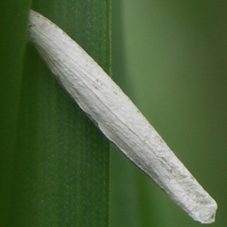 toukka 4.6.2006