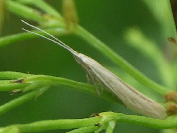Kuva 21.6.2010b