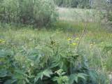Biotooppi 1