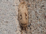 Raitalattakoi