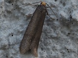 Kangaslaukkukoi