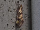 Ryt&ouml;lahokoi