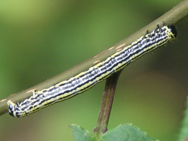 Toukka 1