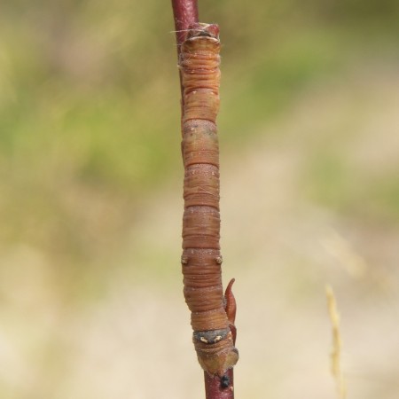Toukka 5