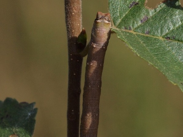 Toukka 10a