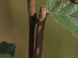 Toukka 10a