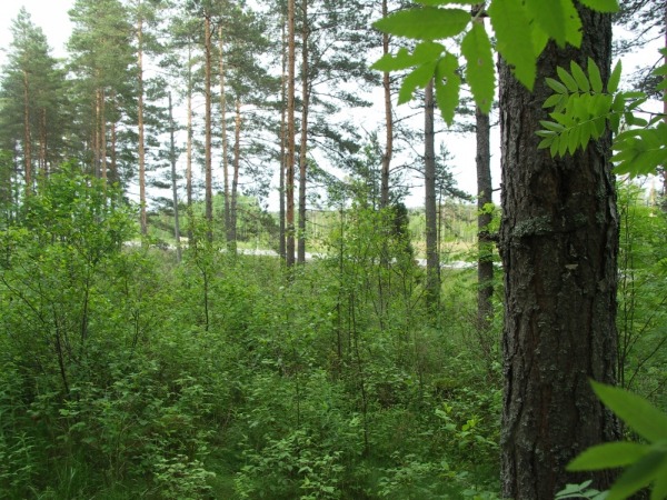 Biotooppi 1
