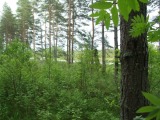 Biotooppi 1