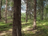 Biotooppi 2