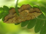 Kuva 2.8.2010a