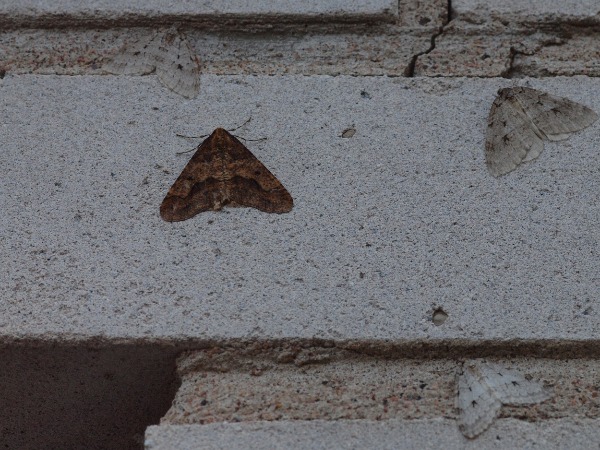 Kuva 5