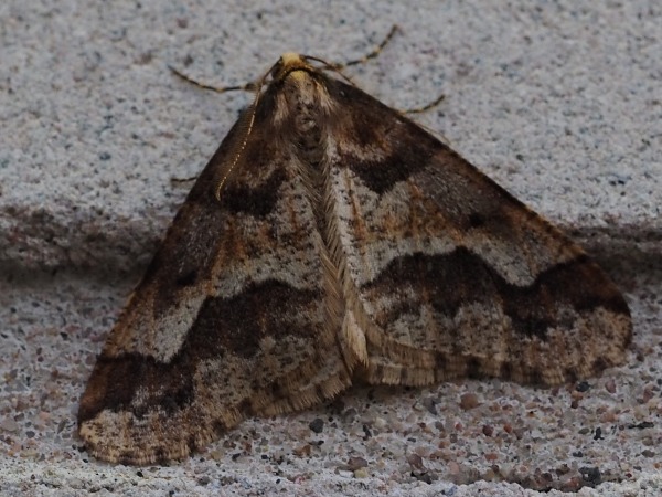 Kuva 8