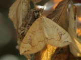 Kuva 8a