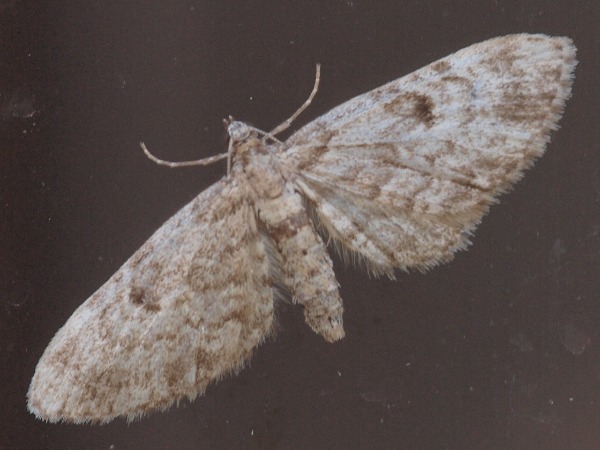 Kuva 6