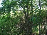 Biotooppi 1