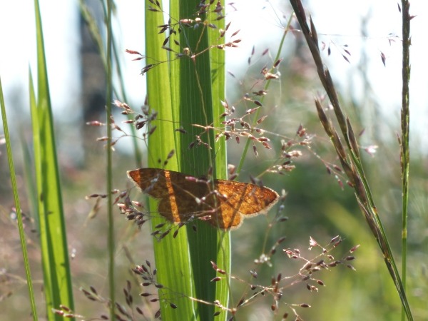 Kuva 12