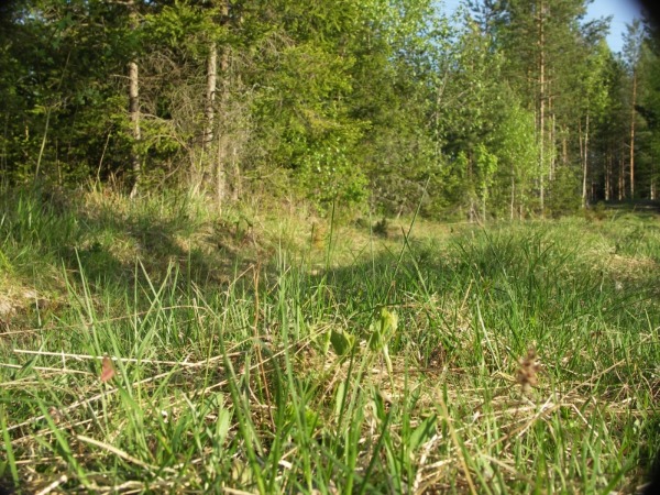 Ympäristö 3