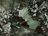 Kuva 5