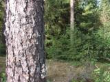 Biotooppi 1