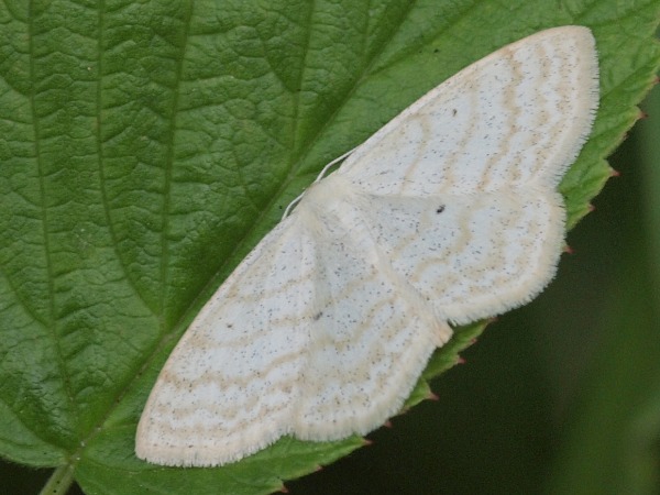 Kuva 9.7.2010a
