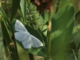 Kuva 29.7.2010