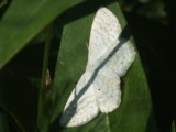 Kuva 3.7.2011