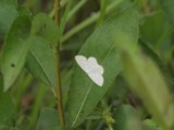 Kuva 14.7.2012