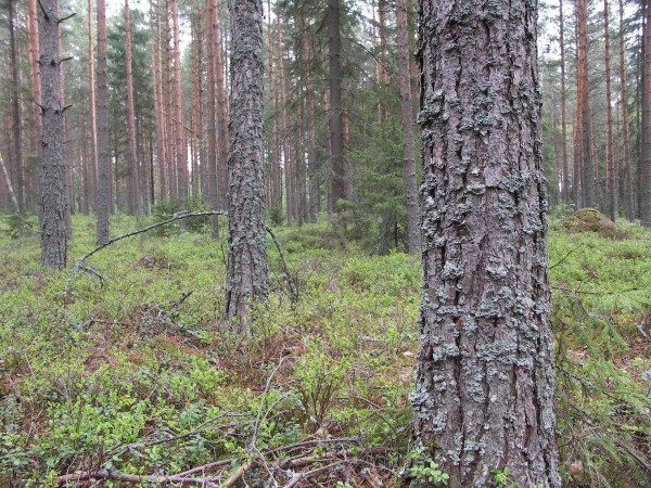 Ymp&auml;rist&ouml; 1
