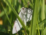 Kuva 6