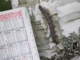 15.6.2007c