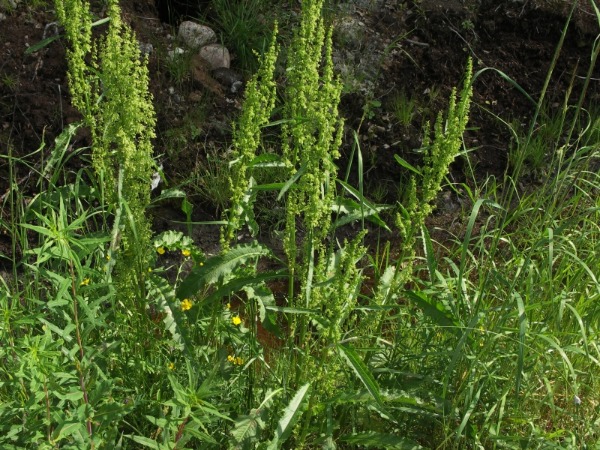Toukka 5a