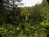 Biotooppi 3