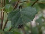 Toukka 6a