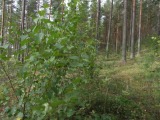 Biotooppi 2