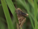Kuva 11