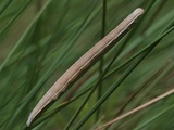 Piirtoy&ouml;kk&ouml;nen