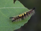 Toukka 7a