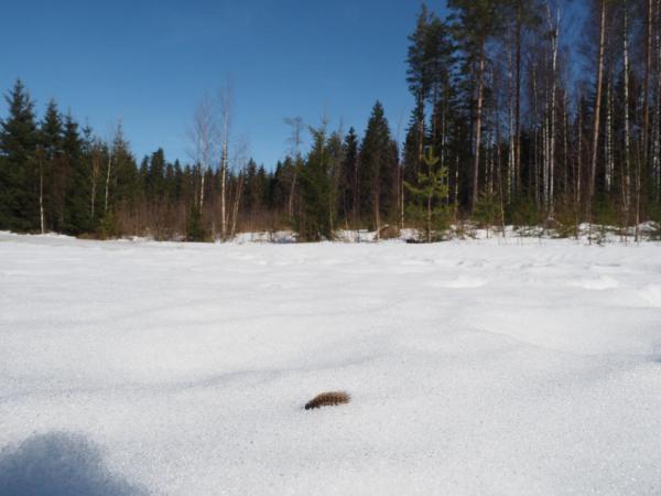 Toukka 27.3.2016A