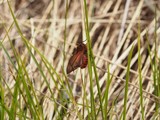 Kuva 18.5.2016b